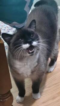 Dorothy -  Domestic Short Hair and Siamese Cat for Adoption in Campbellsville, Kentucky - Dorothy | PetCurious