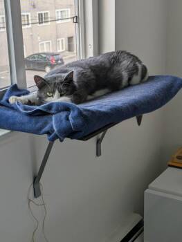 Oreo -  Domestic Short Hair Cat for Adoption in Vancouver, British Columbia - Oreo | PetCurious