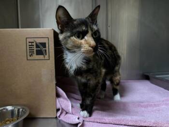 KNOX -  Domestic Short Hair Cat for Adoption in Boston, Massachusetts - KNOX | PetCurious