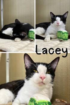 Lacey -  Domestic Short Hair Cat for Adoption in Pierceton, Indiana - Lacey | PetCurious