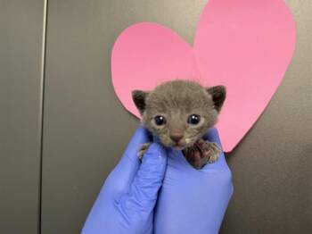 Domestic Short Hair Cats Available for Adoption in Ontario, California - RIGHT FRONT | PetCurious