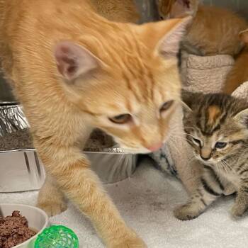 Rescue Domestic Short Hair Cats for Adoption in Los Angeles, California - Magma | PetCurious