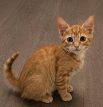Monster -  Domestic Short Hair Cat for Adoption in Homer Glen, Illinois - Monster | PetCurious