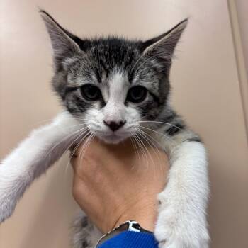 Crew -  Domestic Short Hair Cat Available for Adoption in Goleta, California - Crew | PetCurious