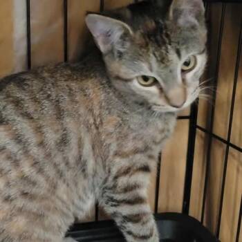 Rescue Domestic Short Hair Cats for Adoption in Washington, District Of Columbia - Muffin | PetCurious