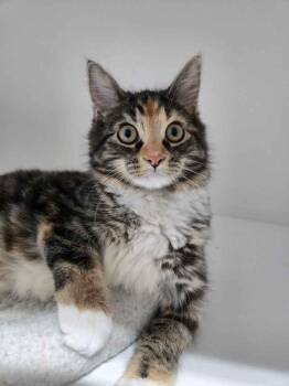 Desdemona -  Domestic Medium Hair Cat for Adoption in Ferndale, Michigan - Desdemona | PetCurious