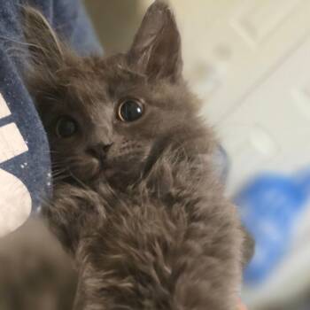 Ruffles -  Domestic Medium Hair Cat for Adoption in Layton, Utah - Ruffles | PetCurious