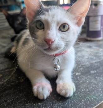 CHILIS -  Domestic Short Hair Cat for Adoption in Burbank, California - CHILIS | PetCurious