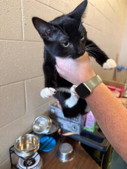 Bert -  Bengal Cat for Adoption in Gallatin, Tennessee - Bert | PetCurious