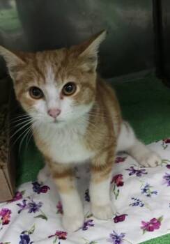 Pua -  Domestic Short Hair Cat for Adoption in Bedford, Indiana - Pua | PetCurious