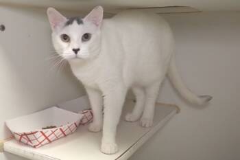 Rescue Domestic Short Hair Cats for Adoption in West Chester, Pennsylvania - Casper | PetCurious
