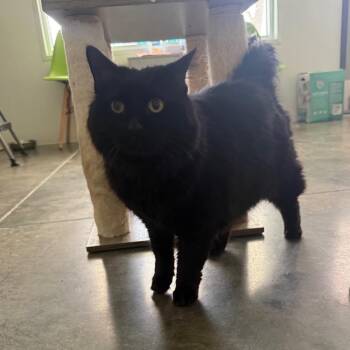 Domestic Long Hair Cats Available for Adoption - Bert | PetCurious