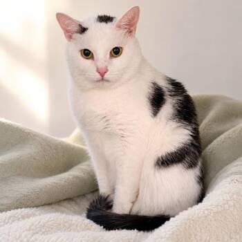 Francois -  Domestic Short Hair Cat for Adoption in Fredericksburg, Virginia - Francois | PetCurious