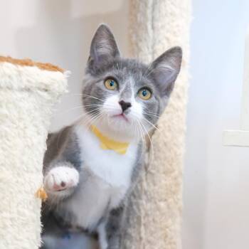 Comet -  Domestic Short Hair Cat for Adoption in Newport Beach, California - Comet | PetCurious