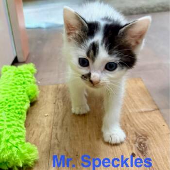 Mr.Speckles -  Domestic Short Hair Cat for Adoption in Jessup, Maryland - Mr.Speckles | PetCurious