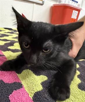 A882621 -  Domestic Short Hair Cat for Adoption in Camarillo, California - A882621 | PetCurious