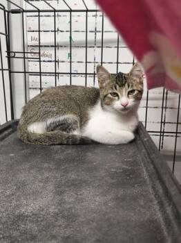 Rescue Domestic Short Hair Cats for Adoption in Plano, Texas - Skylar | PetCurious