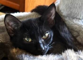 Domestic Medium Hair Cats Available for Adoption - Midnight — A Little Shadow With Golden Eyes!  | PetCurious