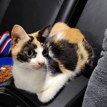 Rescue American Shorthair Cats for Adoption in Philadelphia, Pennsylvania - Amber | PetCurious