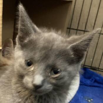 Domestic Medium Hair Cats Available for Adoption in Marion, Illinois - Tink | PetCurious
