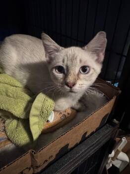 Aspen -  Tabby Cat for Adoption in San Antonio, Texas - Aspen | PetCurious