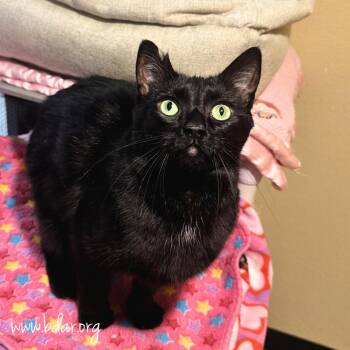 Domestic Short Hair Cats Available for Adoption in Cheyenne, Wyoming - Juju | PetCurious