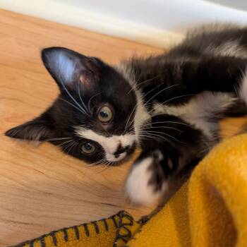 Kicker Juice 56137 -  Domestic Short Hair Cat for Adoption in Eaton Rapids, Michigan - Kicker Juice 56137 | PetCurious