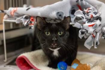 Tony -  Domestic Short Hair Cat for Adoption in Golden Valley, Minnesota - Tony | PetCurious