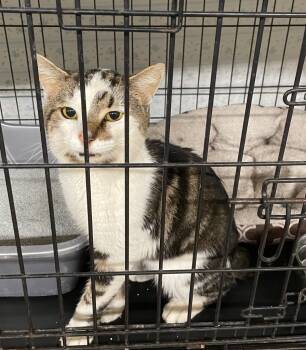 Rescue Domestic Short Hair Cats for Adoption in Portland, Indiana - Clyde (aka Walnut) | PetCurious