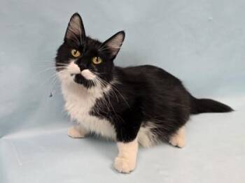 Mercedes -  Domestic Medium Hair Cat for Adoption in Minneapolis, Minnesota - Mercedes | PetCurious