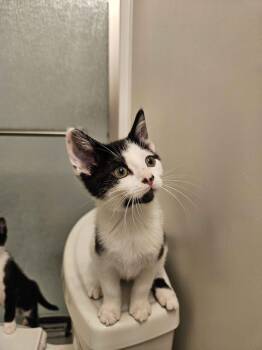 Appaloosa -  Domestic Short Hair Cat for Adoption in South Euclid, Ohio - Appaloosa | PetCurious