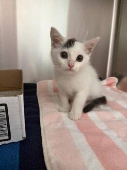 Racer -  Domestic Short Hair Cat for Adoption in Cape Coral, Florida - Racer | PetCurious