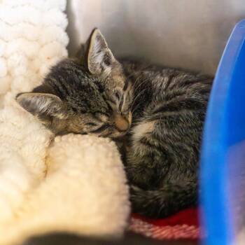 Sponch -  Domestic Short Hair Cat for Adoption - Sponch | PetCurious