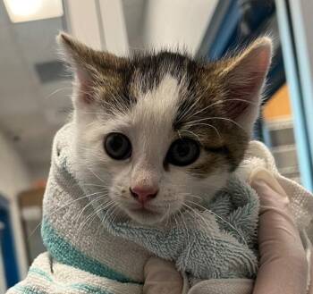 Gosling -  Domestic Short Hair Cat for Adoption in Golden, Colorado - Gosling | PetCurious