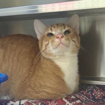 Domestic Short Hair Cats Available for Adoption in Springfield, Illinois - Owen | PetCurious