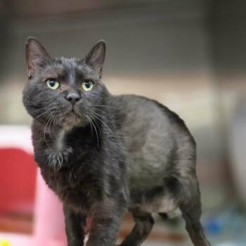 Domestic Short Hair Cats Available for Adoption in Oak Brook, Illinois - Stitch | PetCurious