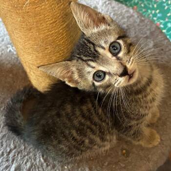 Berry -  Domestic Short Hair Cat for Adoption in Cumming, Georgia - Berry | PetCurious