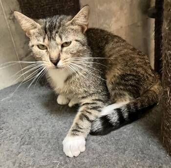 Miss Kitty -  Tabby and Domestic Short Hair Cat for Adoption in Dublin, Ohio - Miss Kitty | PetCurious
