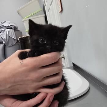 Grenada -  Domestic Short Hair Cat for Adoption in Fairmont, West Virginia - Grenada | PetCurious