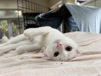 Iceland -  Domestic Short Hair Cat for Adoption in Broomall, Pennsylvania - Iceland | PetCurious