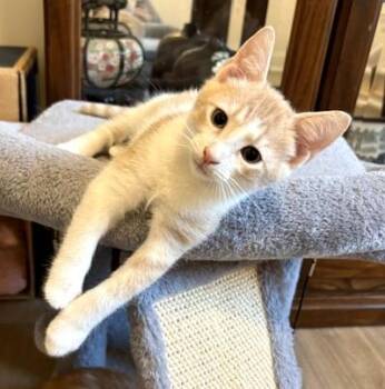 Cinnabon -  Domestic Short Hair Cat for Adoption in Lafayette, Louisiana - Cinnabon | PetCurious