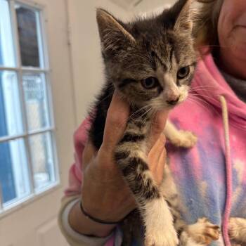 Ella -  Domestic Short Hair Cat Available for Adoption in Pennsville Township, New Jersey - Ella | PetCurious