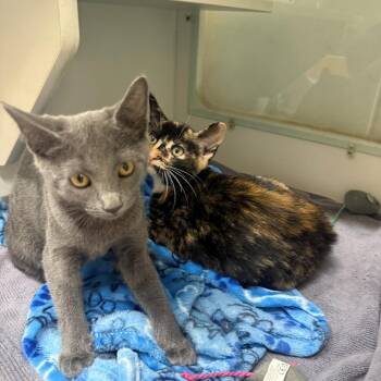 Tally -  Domestic Short Hair Cat for Adoption in Branford, Connecticut - Tally | PetCurious