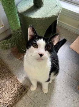 Rescue Domestic Short Hair Cats for Adoption in Baton Rouge, Louisiana - Ringo Starr | PetCurious