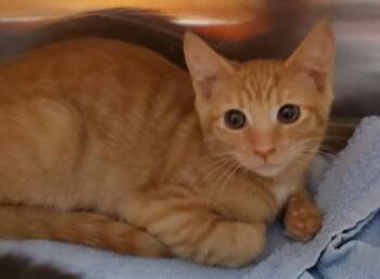 Mandarin -  Domestic Short Hair Cat for Adoption in Kansas City, Missouri - Mandarin | PetCurious