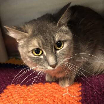 Lady Jane Grey -  Domestic Medium Hair Cat for Adoption in Oak Park, Illinois - Lady Jane Grey | PetCurious
