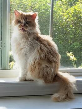 GIOVANNI -  Selkirk Rex Cat for Adoption in Kenosha, Wisconsin - GIOVANNI | PetCurious