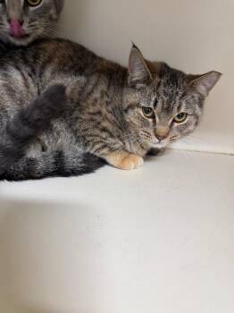 Strawberry -  Domestic Short Hair Cat for Adoption in Bloomington, Indiana - Strawberry | PetCurious