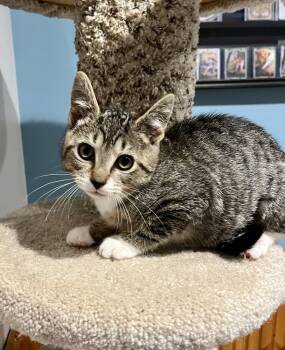 Domestic Short Hair Cats Available for Adoption in Emerald Isle, North Carolina - Shark | PetCurious