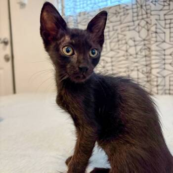 Rescue Domestic Short Hair Cats for Adoption in San Diego, California - Vidar | PetCurious